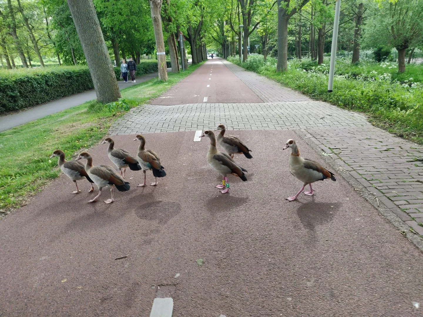 Van der Gaagstraat 32 Den Haag thumbnail 35