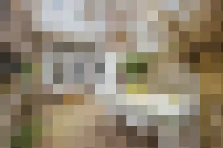 Van der Goesstraat 49 Utrecht thumbnail 17