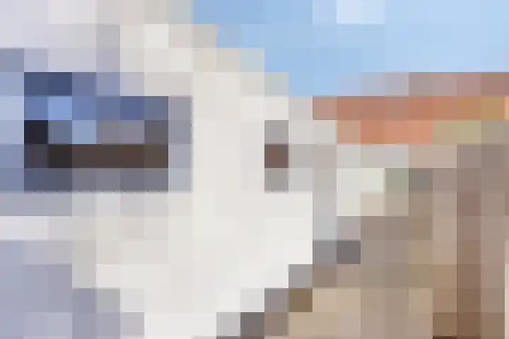van der Maelstedeweg 80 Hulst thumbnail 18