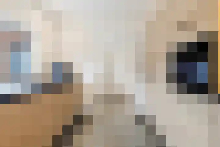 van der Marckstraat 12 Maasbree thumbnail 20