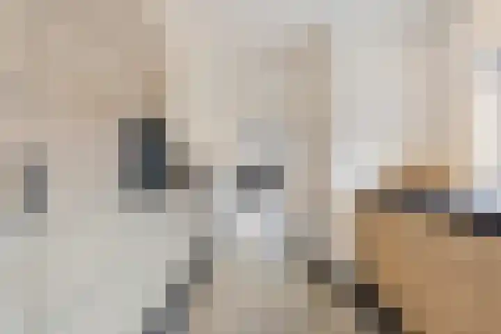 van der Marckstraat 12 Maasbree thumbnail 22