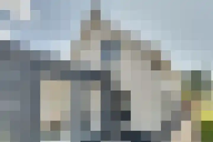 van der Poest Clementstraat 1 Nisse thumbnail 4
