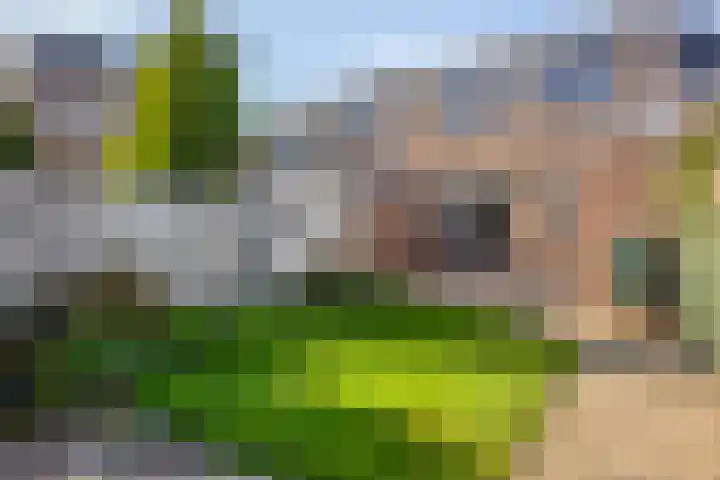 van der Veldstraat 4 Lisse thumbnail 4
