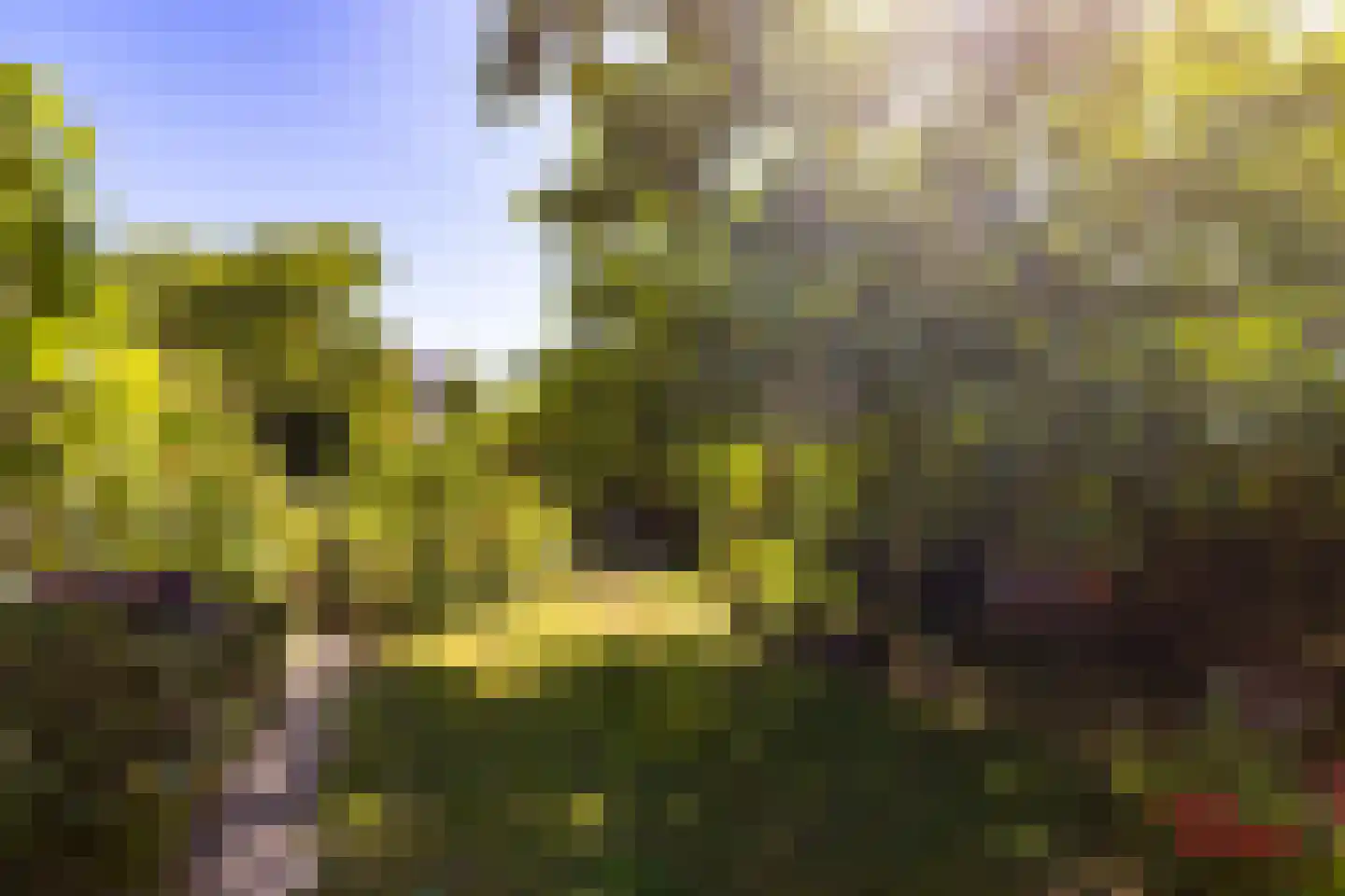 Van der Waalslaan 4 Dieren thumbnail 24