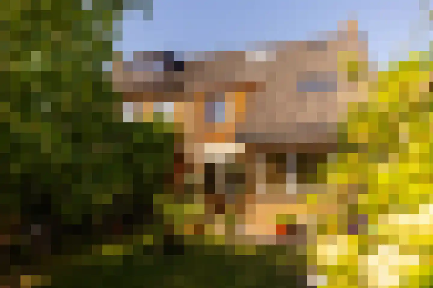 Van der Waalslaan 4 Dieren thumbnail 29