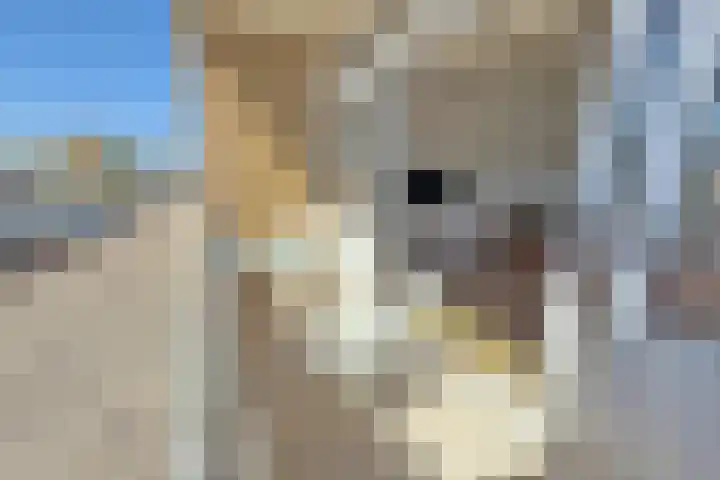 Van der Wijckplein 21 Bergen aan Zee thumbnail 6