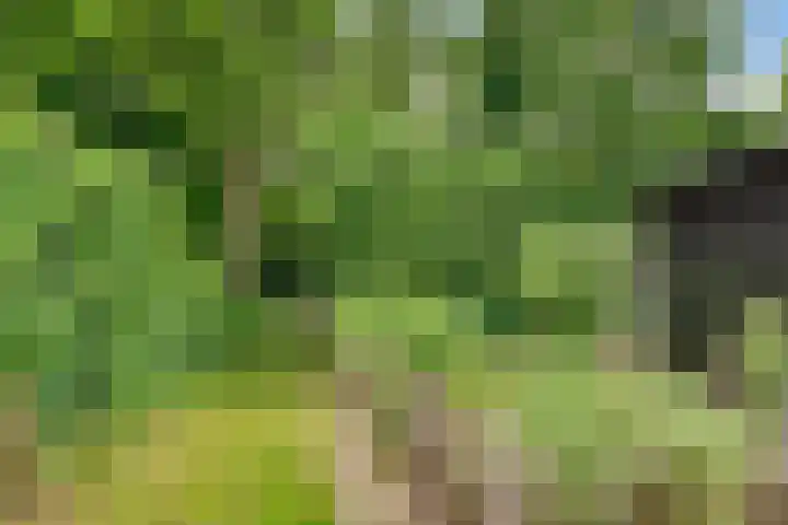 Van der Zaenlaan 8 Hilversum thumbnail 34