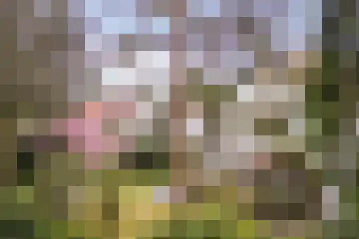 Van Dijcklaan 17 Bilthoven thumbnail 56