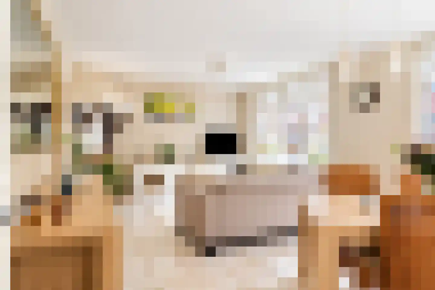 Van Dijckstraat 9 Tilburg thumbnail 7