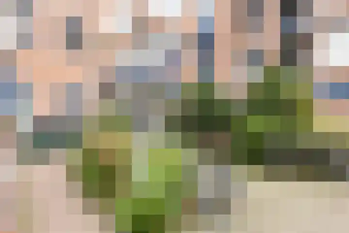 Van Dishoeckstraat 102 Vlissingen thumbnail 5