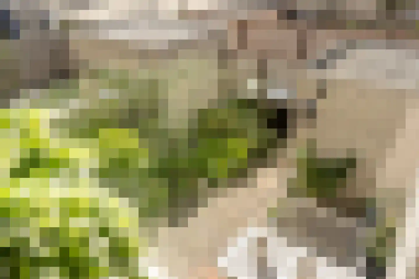 Van Doornicksingel 20 Wateringen thumbnail 37