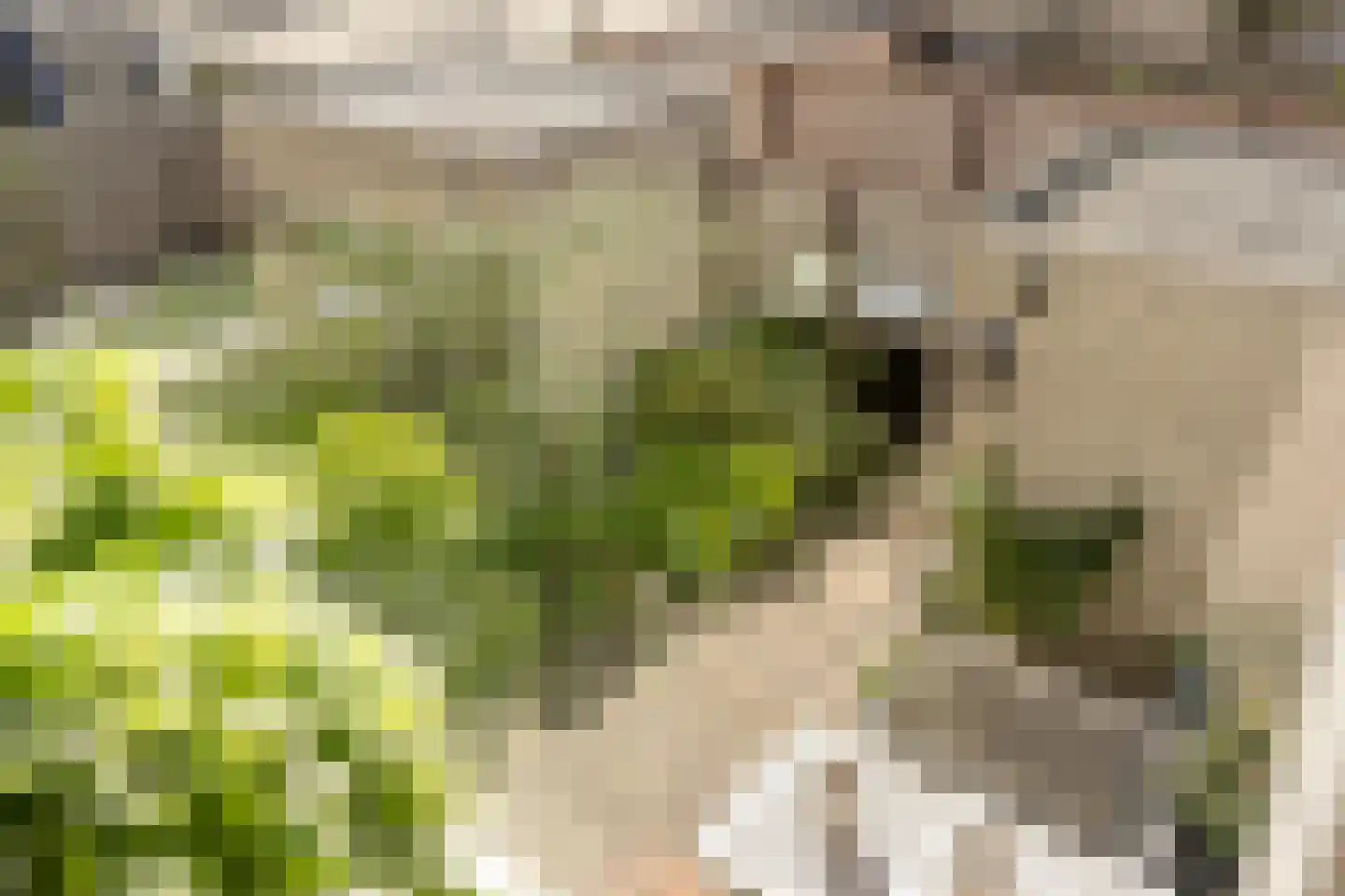 Van Doornicksingel 20 Wateringen thumbnail 37