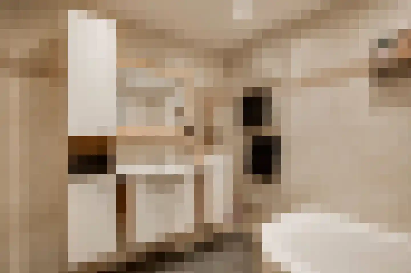 van Douverenstraat 39 Horst thumbnail 23