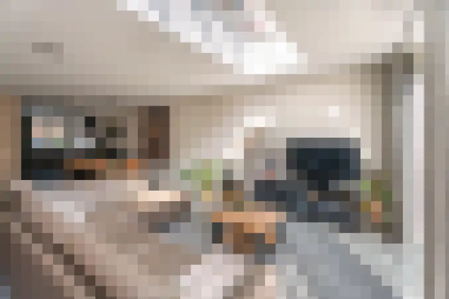 van Driestenstraat 19 Rijnsburg thumbnail 4