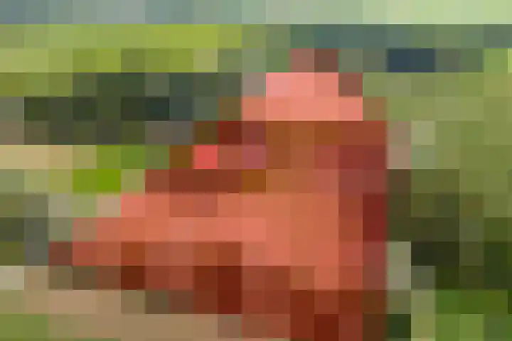 van Echtenswijk 10 Elim thumbnail 5