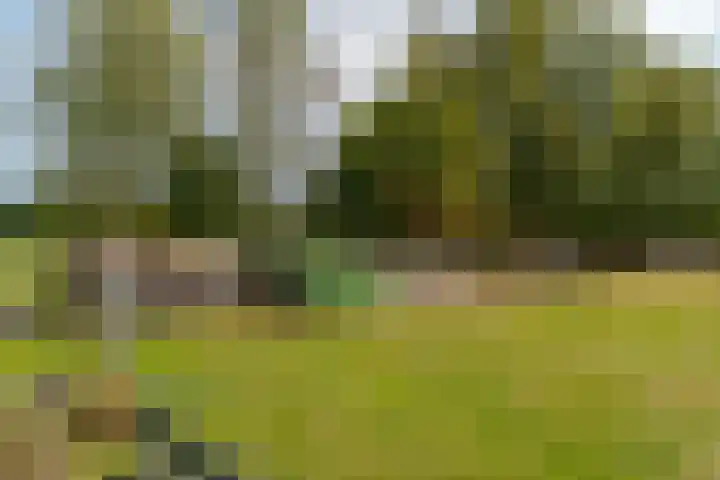 van Echtenswijk 10 Elim thumbnail 63