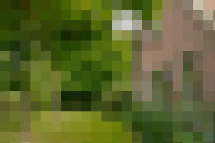 van Echtenswijk 10 Elim thumbnail 66