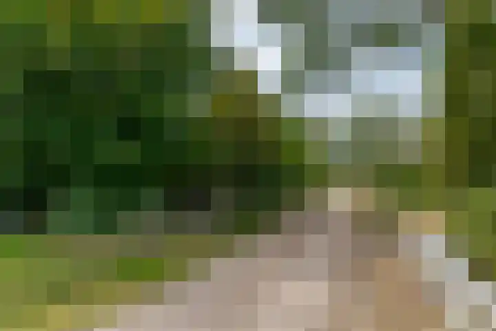 van Echtenswijk 10 Elim thumbnail 7
