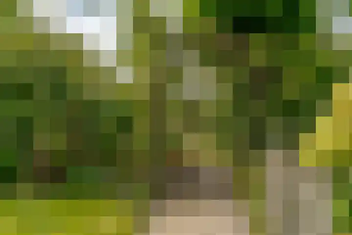 van Echtenswijk 10 Elim thumbnail 70