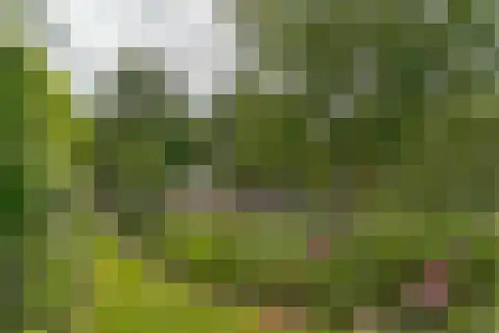van Echtenswijk 10 Elim thumbnail 72