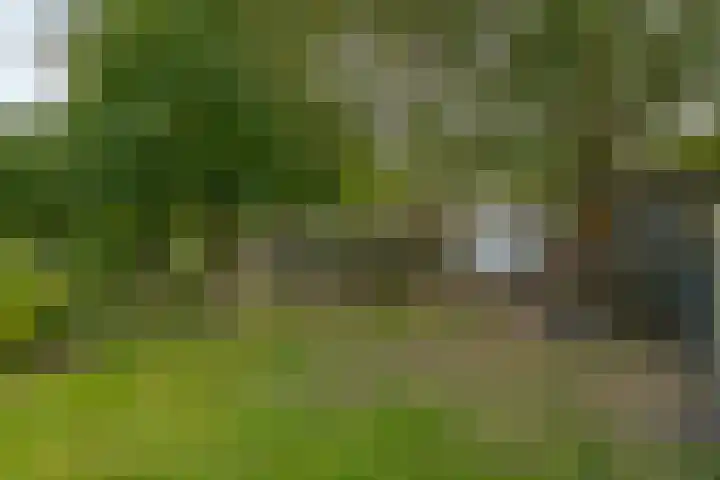 van Echtenswijk 10 Elim thumbnail 75