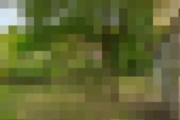 van Echtenswijk 10 Elim thumbnail 76