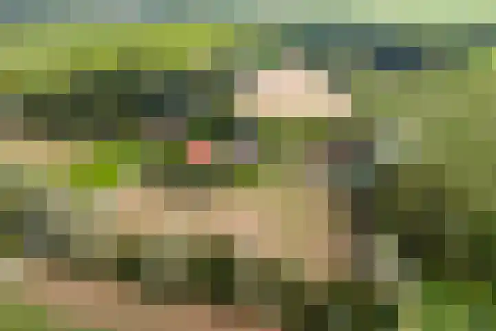 van Echtenswijk 10 Elim thumbnail 81