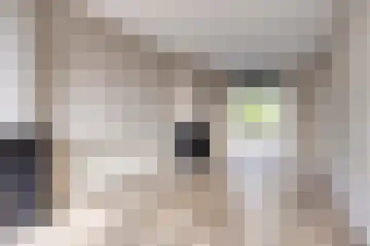 Van Eckstraat 35 Arnhem foto 3