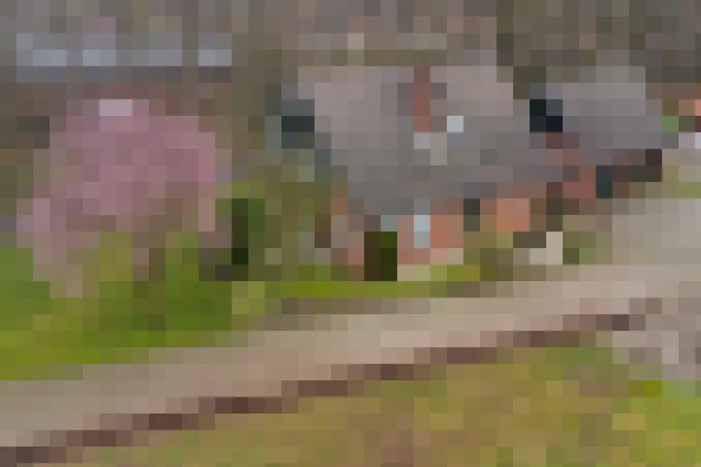 Van Eerdenweg 6 Winterswijk Meddo thumbnail 5