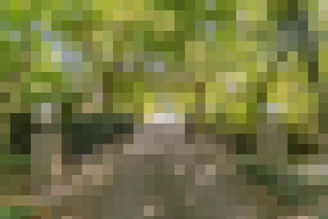 Van Eijsingapark 5 Leiden thumbnail 4