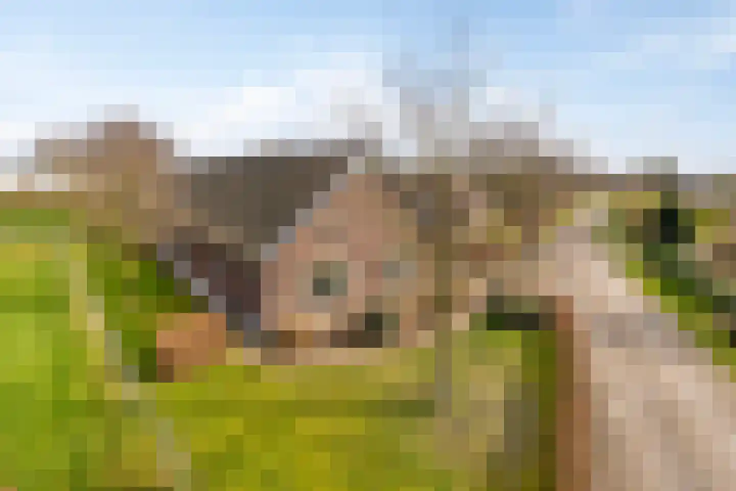 van Elzenweg 1 Hegelsom thumbnail 7