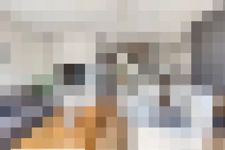 van Erpstraat 56 Geldrop thumbnail 9