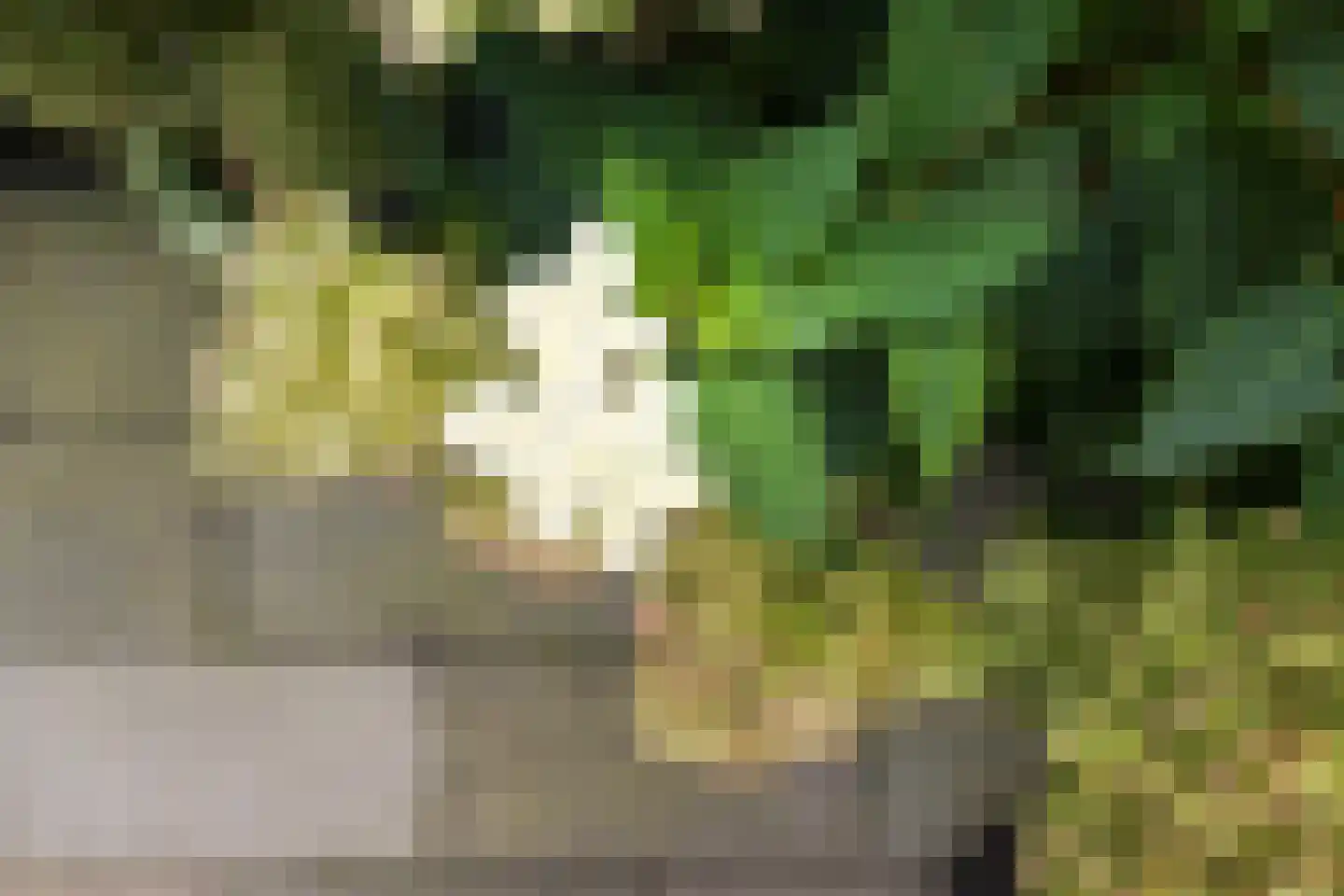 van Essenstraat 6 Putten thumbnail 23