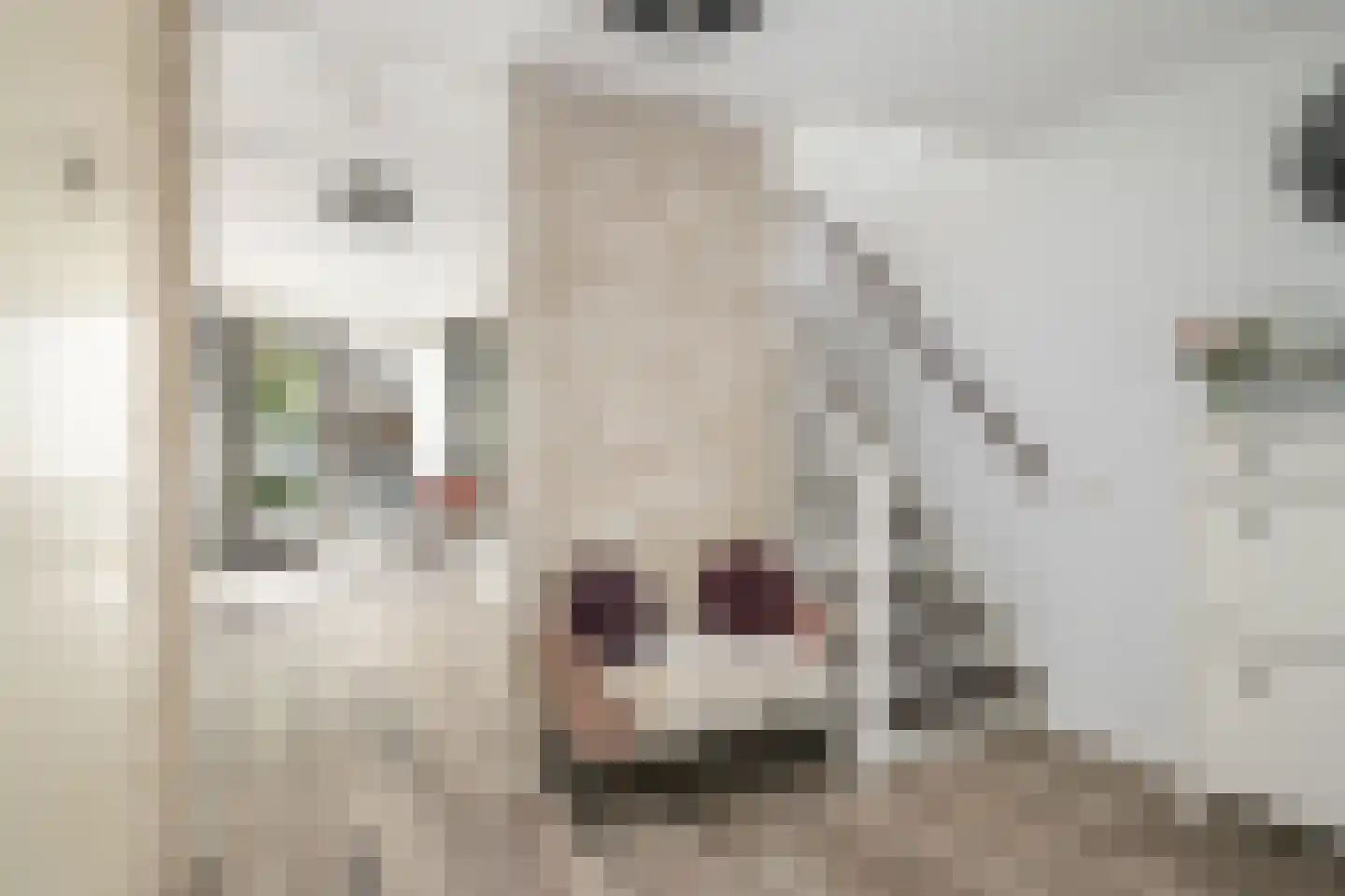 Van Ewijckstraat 14 Dordrecht thumbnail 7