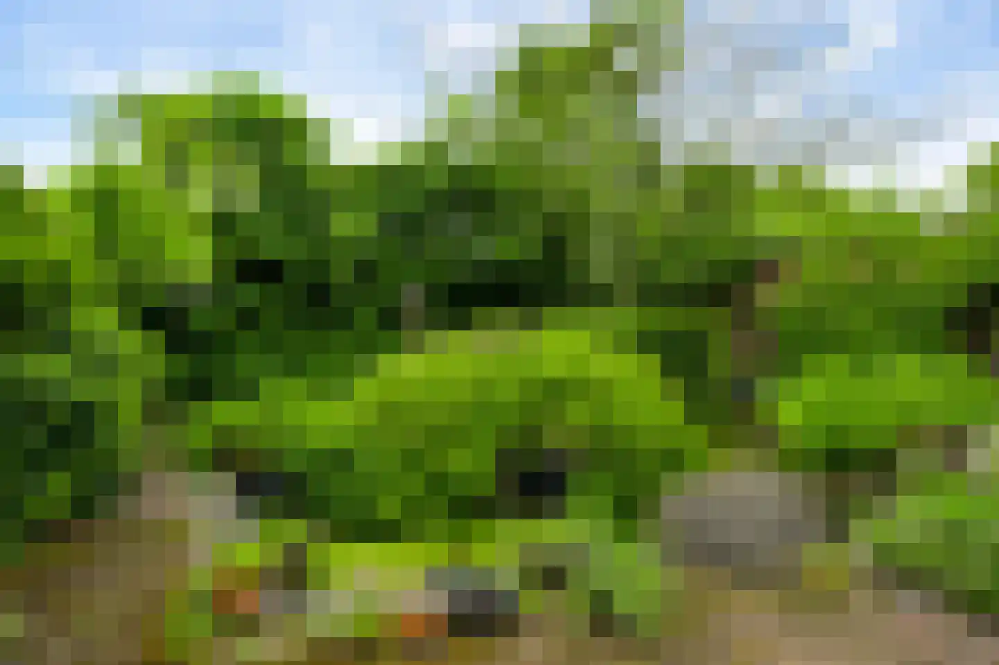 van Eyckstraat 36 Maasbree thumbnail 31