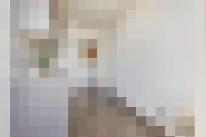 Van Eysingalaan 199 Utrecht thumbnail 14