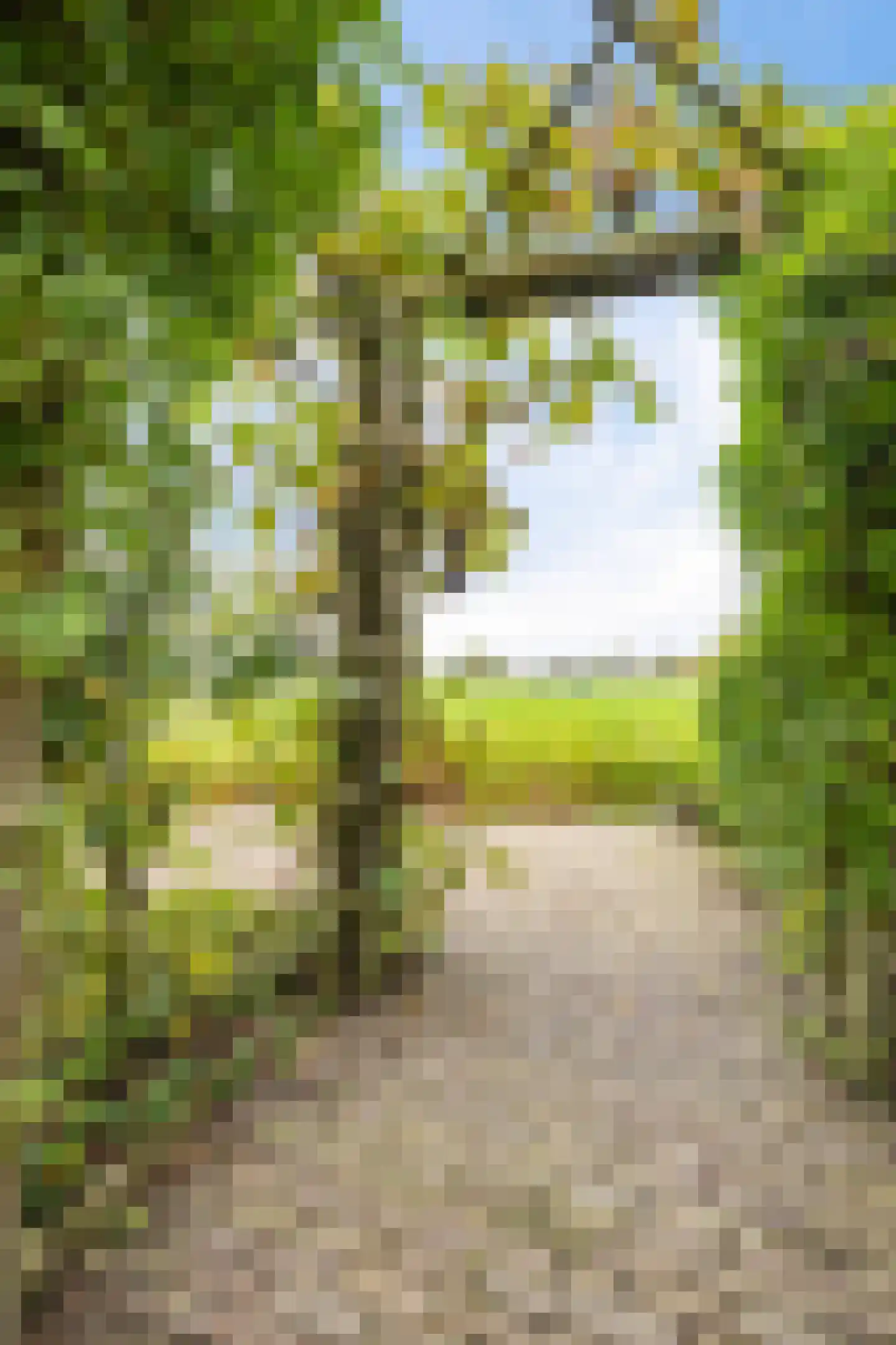Van Eysingaleane 8 Easterein thumbnail 54