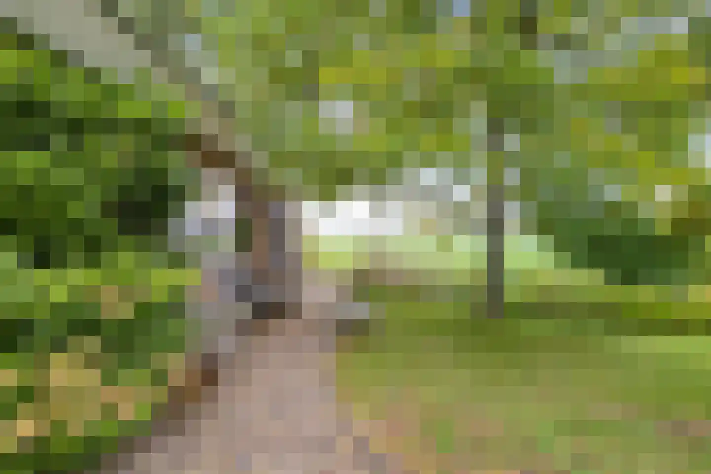 Van Eysingaleane 8 Easterein thumbnail 55