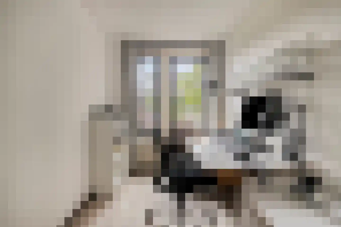 Van Gentswei 6 Arnhem thumbnail 31