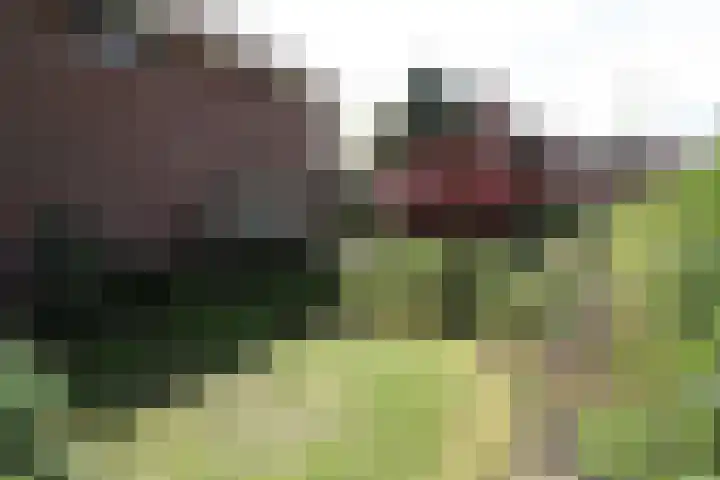 van Ghernaerstraat 5 Ootmarsum thumbnail 30