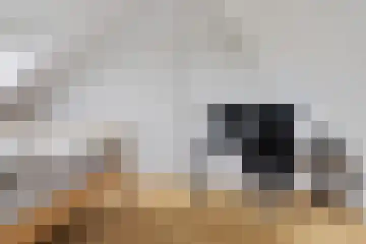 Van Goghhof 79 Hoorn thumbnail 21
