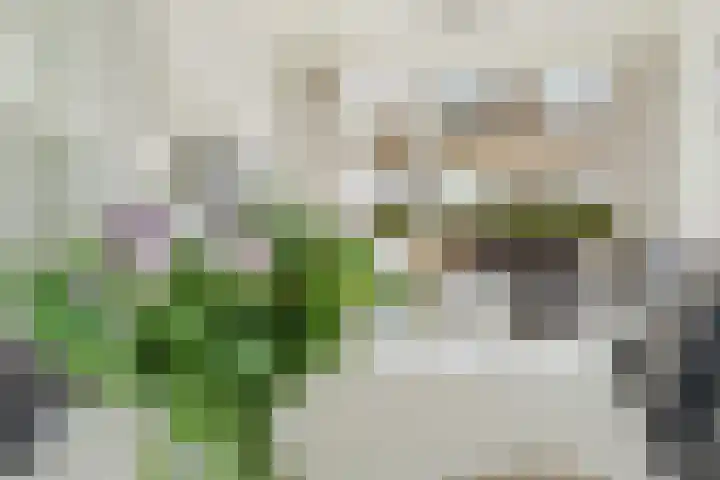 Van Goghlaan 72 Roosendaal thumbnail 8