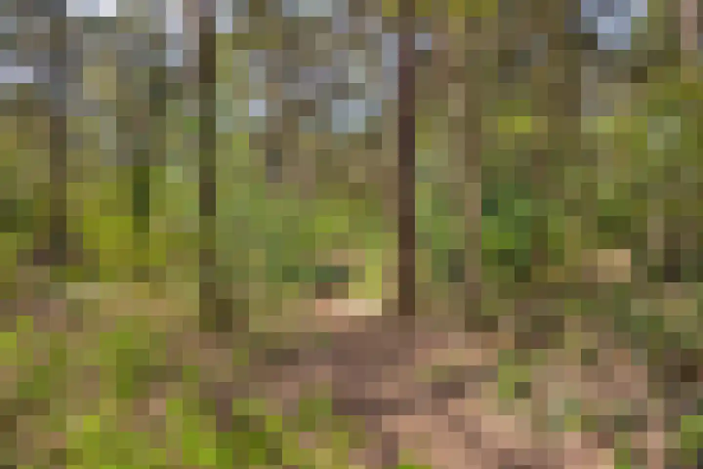 van Goghstraat 5 Son en Breugel thumbnail 40
