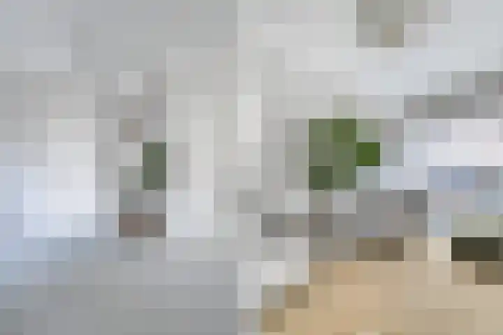 van Halewijnplein 20 Voorburg thumbnail 24