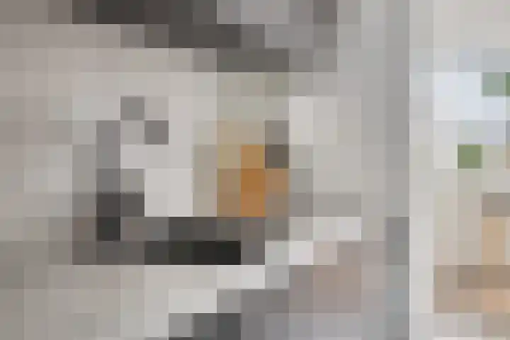 Van Hallstraat 6 Goes thumbnail 12
