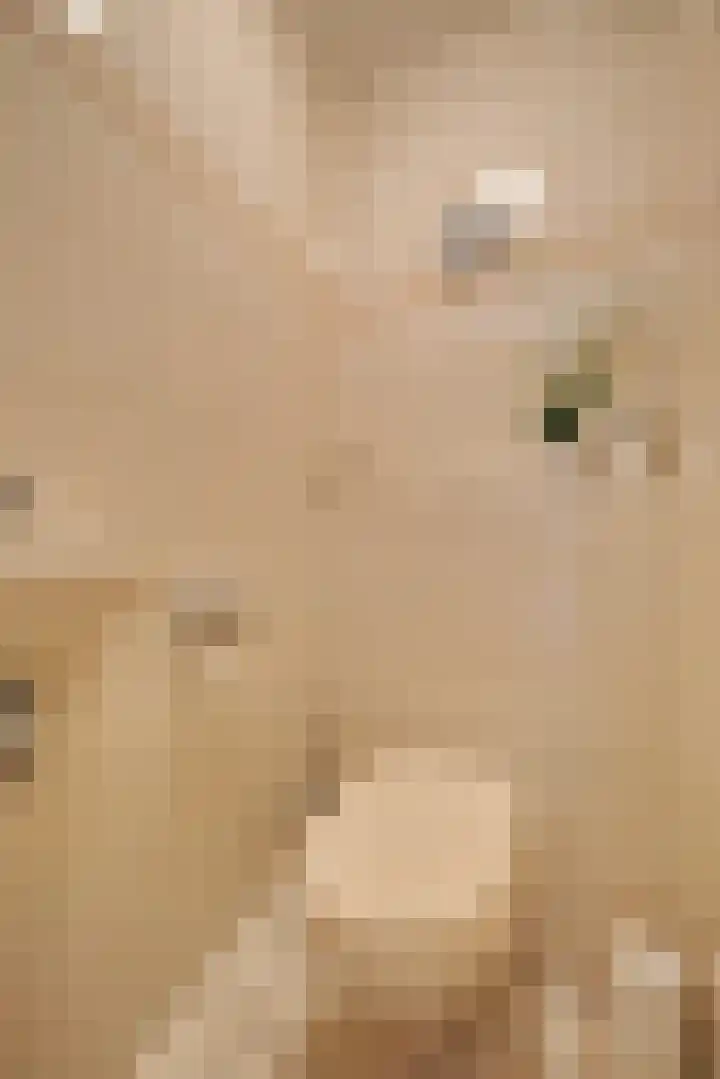 Van Hamallaan 6 Renswoude thumbnail 11