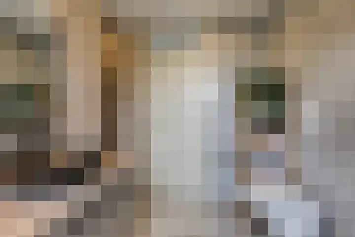 van Heemskerckstraat 60 Duiven thumbnail 58
