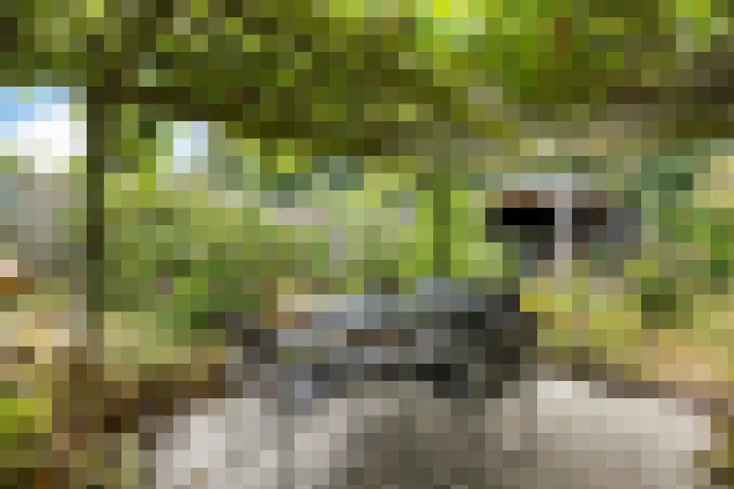 Van Heemstrastrjitte 10 Balk thumbnail 34