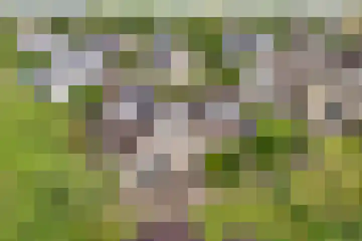 Van Heerdtmarke 7 Zwolle thumbnail 46