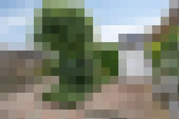 van Heetveldestraat 20 Zaamslag thumbnail 23